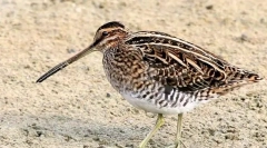 Bekas (photo): skrbno gozdno jagnje