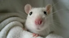 Bela domača podgana in pogoji