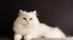 Bela mačka (fotografija): značilnosti značaja, nega za snežno belo lepoto