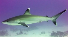 Beloračuaški morski pes