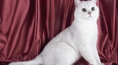 Bele britanske mačke