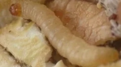 Beli črvi v kuhinji doma