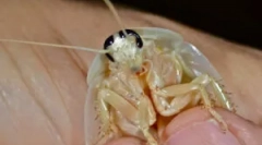 Bele in pregledne ščurke