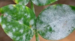 Bela napad na sobne rastline in načine za to