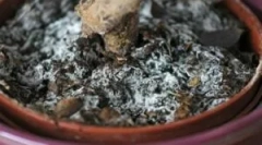 Bela cveti na zemlji v cvetličnih lončkih in kaj storiti z njim