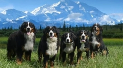 Bernse zennenhund (fotografija): pes, ki se nasmehne