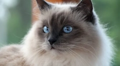 Burmeška mačka (fotografija): sveti stražar budistični templji