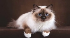 Burmanska mačka (sveta burma)