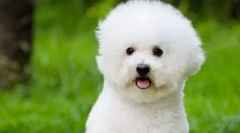Bichon frize