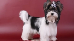 Beaver york (photo): oživljeno plišasto igračo na rokah