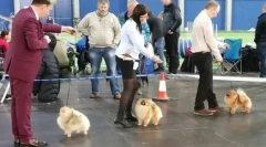 Poslovni projekt: pomeranian spitties vrtec