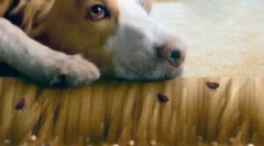 Bolhe na tleh in njegovo predelavo iz parazitov