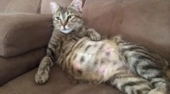 Bolhe v nosečnicah, nega mačka in novorojenčkov