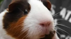 Bolhe na morski prašičju: diagnostika in zdravljenje