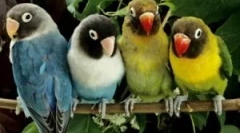 Bolhe iz papige in kako jih pripeljati