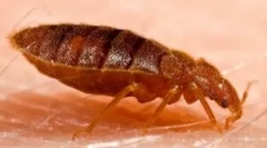 Bolhe v kavč in postelji: kaj pripeljati?