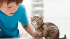 Flea živali na človeku