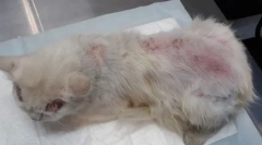 Bolšji dermatitis pri mačkah: simptomi in zdravljenje