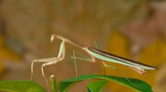 Mantis kitajski