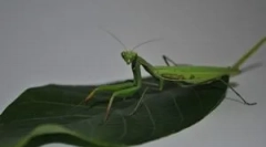 Mantis: opis, pogledi in življenjski slog