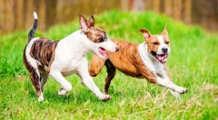 Boj proti psem (fotografije): kombinacija moči in predanosti