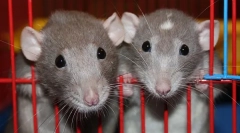 Bolezni dekorativnih podgan: simptomi bolezni in zdravljenja