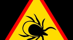 Bolezni, ki jih prenašajo klopi in njihovi simptomi