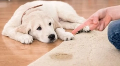 Bolezni ledvic in urinarnega sistema