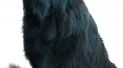 Bolezni trebušne slinavke