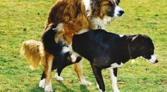 Bolezni reproduktivnega sistema na psici