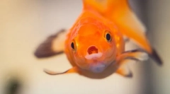 Bolezen rib. Zdravljenje in preprečevanje akvarijskih rib