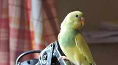 Bolezni valovitih papage, vzrokov, simptomov in zdravljenja