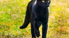 Bombay cat (photo): domov panther v miniature