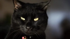 Bombay cat