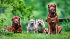 Bordeaux dog: zanesljiv branilec, veseli spremljevalec