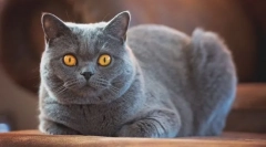Britanski shorthair cat