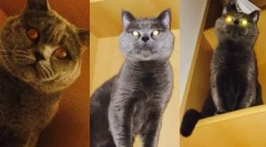 Britanska barva mačka lilac