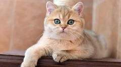 Britanska zlata chinchilla