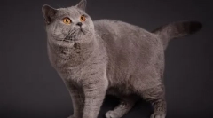 Britanske mačke barva modra točka: standardi vzpenjanja, nega in vzdrževanje