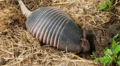 Bremeties - skrivnostne živali v oklepu