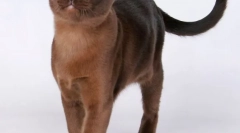 Buman cat (photo): mišična pritrditev z medom