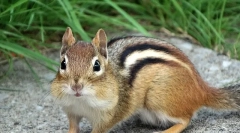 Burunduk - opis, značilnosti pogleda, življenjski slog