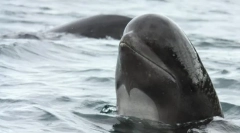 Botinoton brez težav