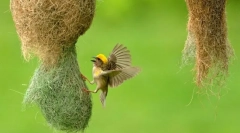 Ali obstajajo stebla med pticami