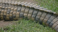 Camy dolge živali na svetu