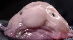 Spletne kamere so grde živali na svetu