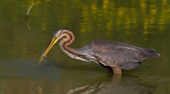 Heron rdečelaska