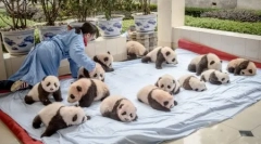 Pandot center v kitajski provinci sichuan (13 fotografij)