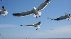 Seagulls