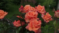 Tea-hibridne vrtnice